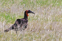 Bucorvus leadbeateri
